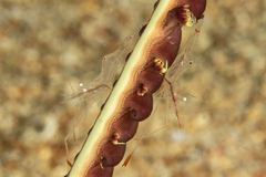 Manipontonia psamathe