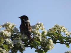 Emberiza schoeniclus