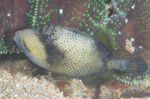 Titan Triggerfish
