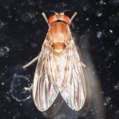 Leucophenga maculata