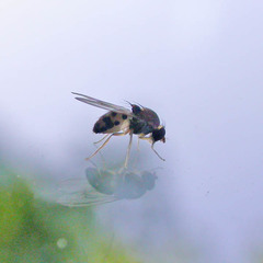 Leucophenga maculata