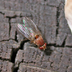 Leucophenga maculata