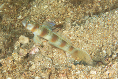 Amblyeleotris arcupinna
