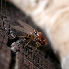 Leucophenga maculata