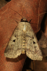 Praina temperata