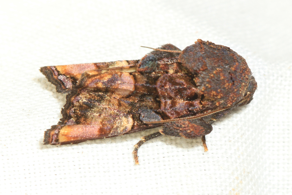 Euplexia triplaga