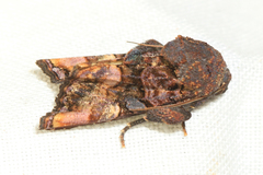 Euplexia triplaga