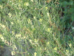 Erysimum crepidifolium