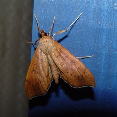 Anarmodia