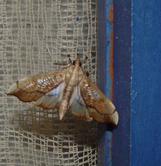 Anarmodia