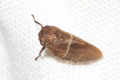 Epipygidae