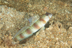 Amblyeleotris arcupinna