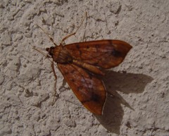 Anarmodia