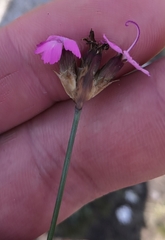 Dianthus pontederae