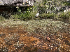 Utricularia neottioides