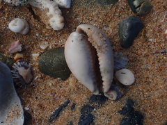 Erronea subviridis
