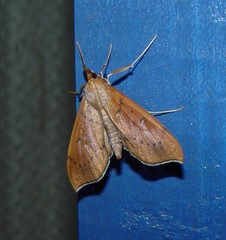 Anarmodia