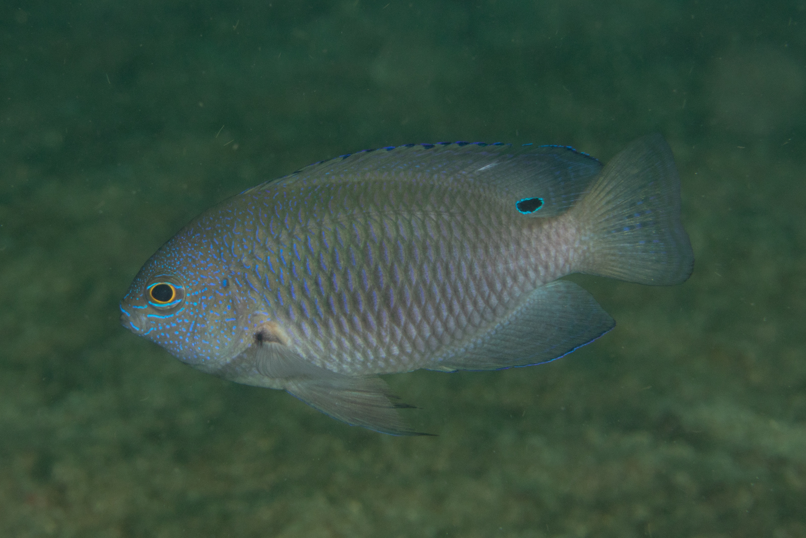 Pomacentrus nagasakiensis Tanaka, 1917