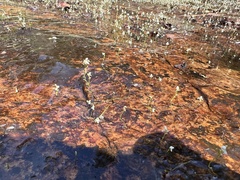Utricularia neottioides