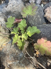 Heuchera maxima