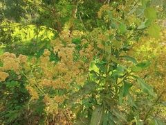 Salpianthus arenarius