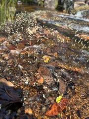 Utricularia neottioides