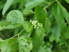 Celticecis celtiphyllia