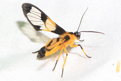 Cosmosoma semifulva