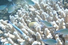 Dascyllus marginatus