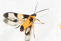 Cosmosoma semifulva