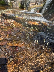 Utricularia neottioides