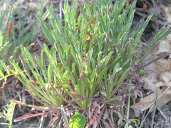 Erysimum crepidifolium
