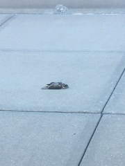 Pheucticus ludovicianus