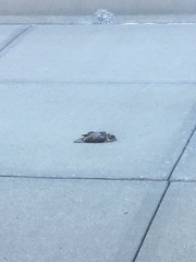 Pheucticus ludovicianus