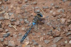 Rhionaeschna absoluta