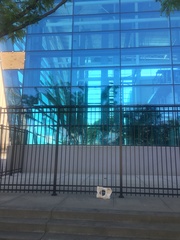 Pheucticus ludovicianus