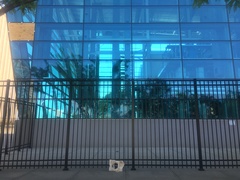 Pheucticus ludovicianus