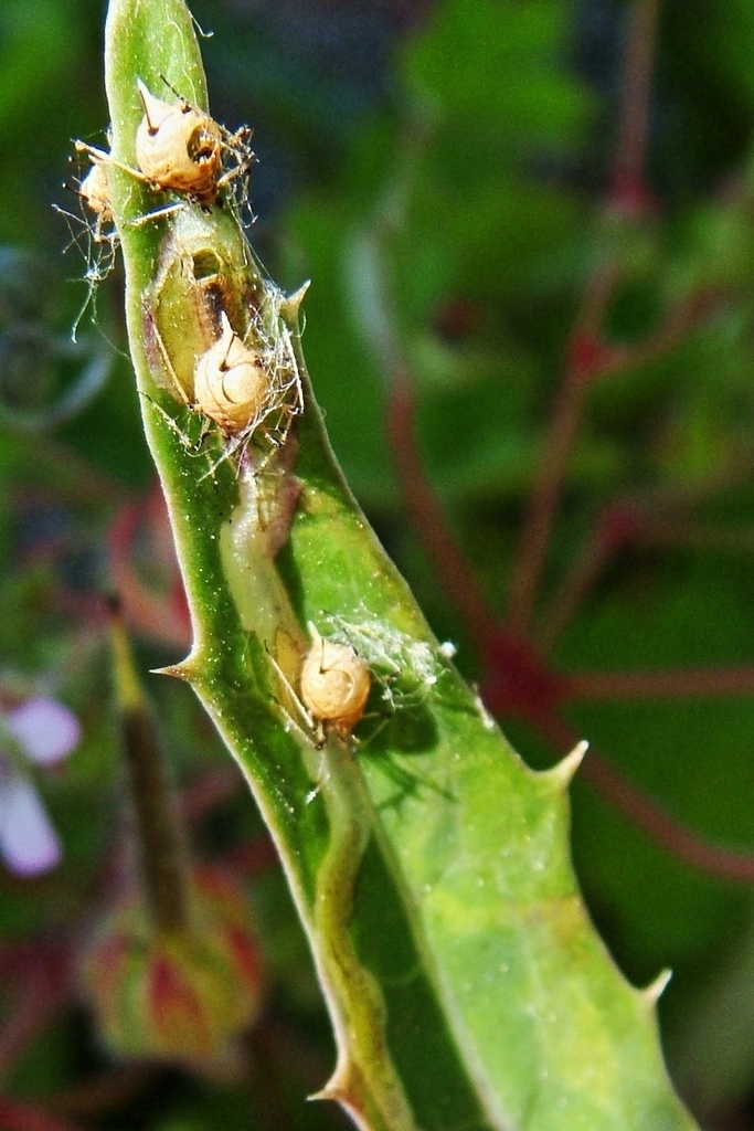 Parasitoid wasp