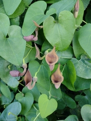 Aristolochia baetica