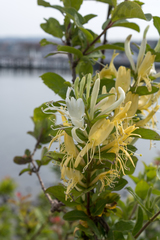 Lonicera japonica