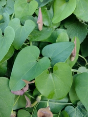 Aristolochia baetica