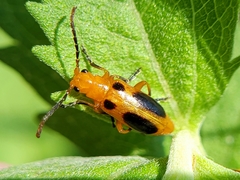 Phyllobrotica sororia