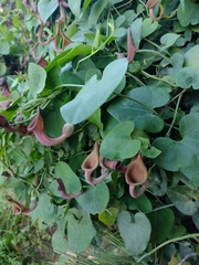 Aristolochia baetica