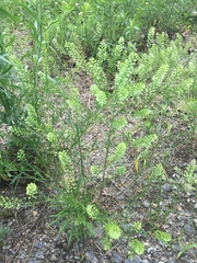 Lepidium virginicum virginicum