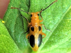 Phyllobrotica sororia