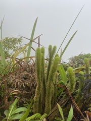 Phlegmariurus sieberianus