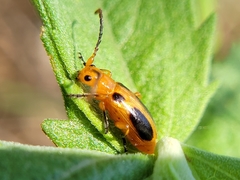 Phyllobrotica sororia