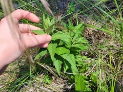 Phyllobrotica sororia