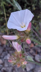 Convolvulus lanuginosus