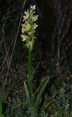 Dactylorhiza insularis